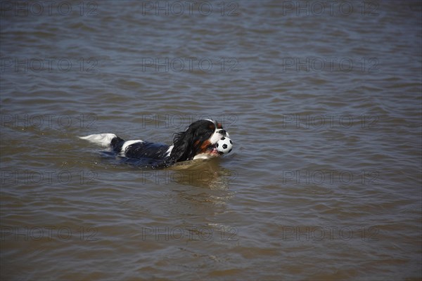 Cavalier King Charles Spaniel