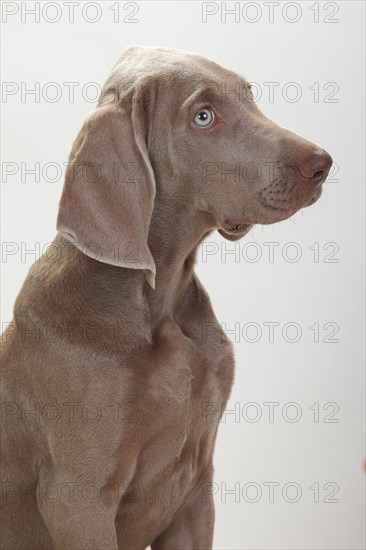 Weimaraner