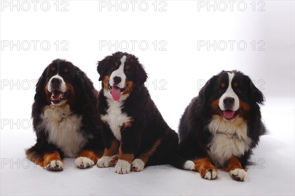 Bernese Mountain Dog