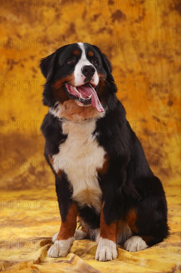 Bernese Mountain Dog