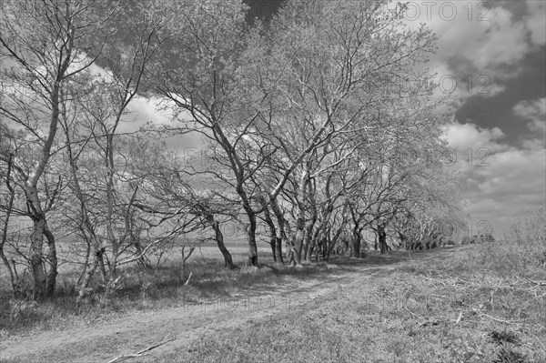 Row of trees in flat landscape at Lake Neusiedl