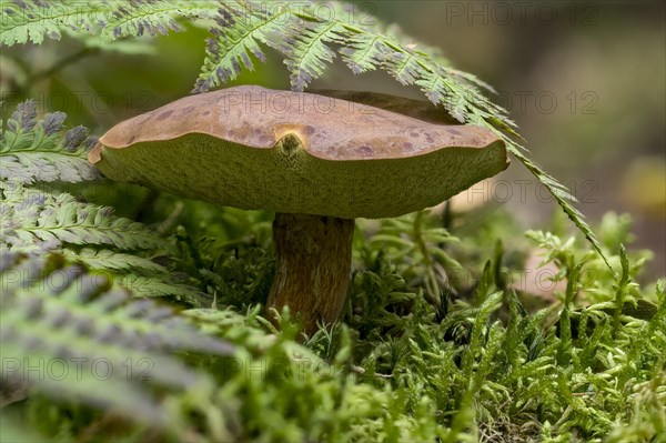 Chestnut boletus