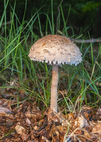 Parasol or parasol mushroom