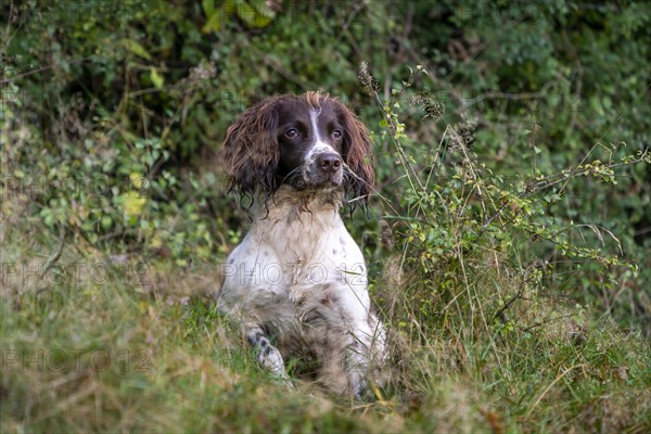 Hunting dog