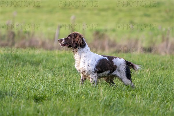 Hunting dog