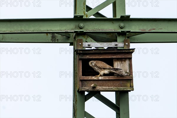 Common kestrel