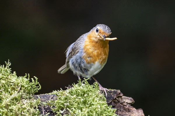 European robin