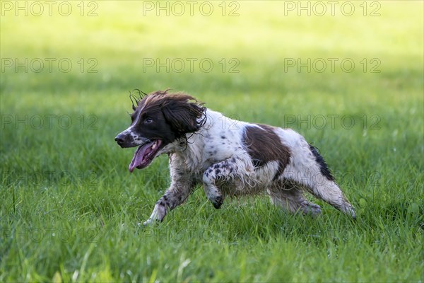 Hunting dog