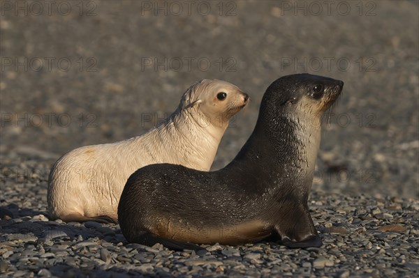 Antarctic fur seals