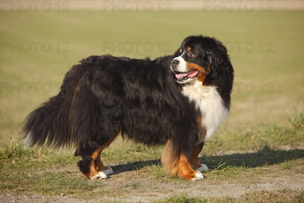 Bernese Mountain Dog