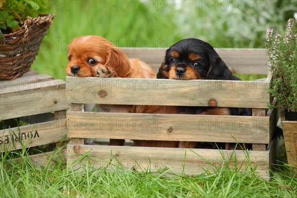 Cavalier King Charles Spaniel