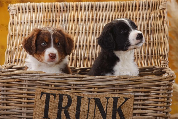 Miniature Australian Shepherd