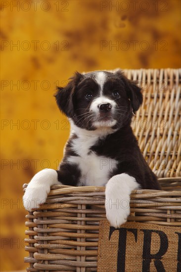 Miniature Australian Shepherd