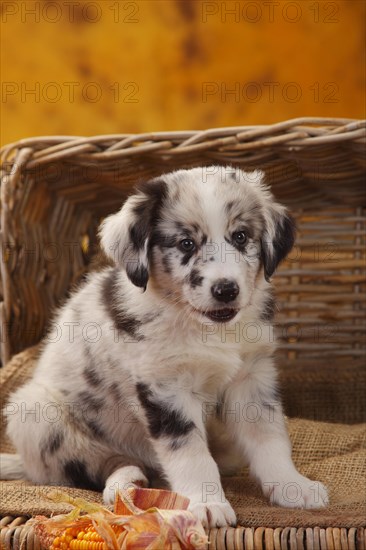 Miniature Australian Shepherd