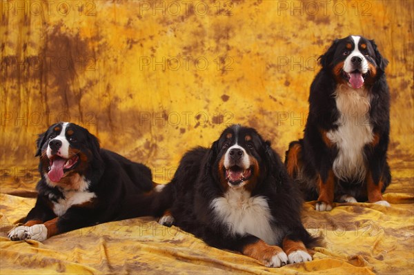 Bernese Mountain Dog