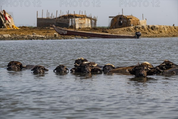 Water buffalos