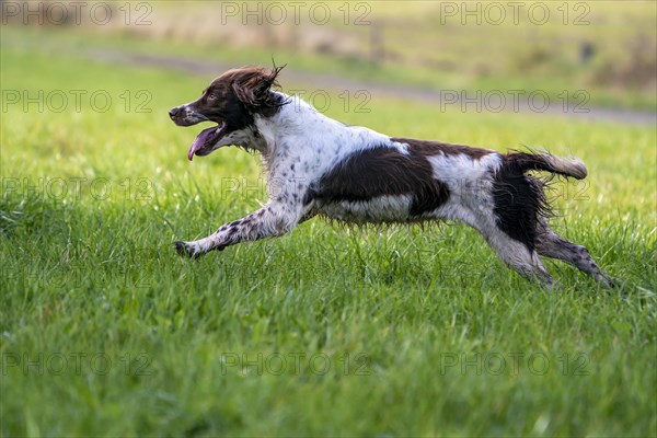 Hunting dog