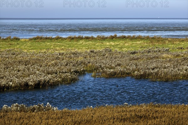 Salt marshes and North Sea