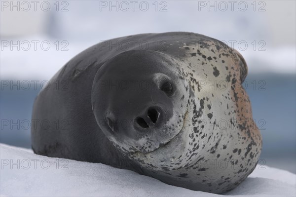 Leopard seal