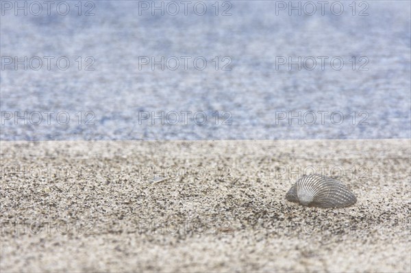 Shell of a cockle