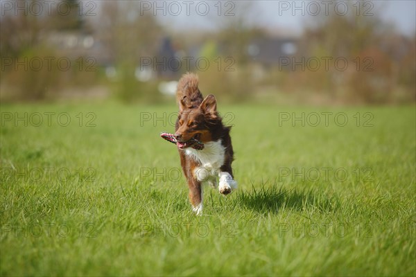 Australian Shepherd