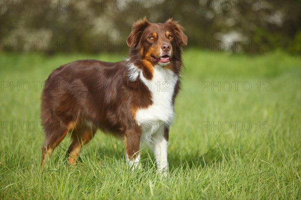 Australian Shepherd