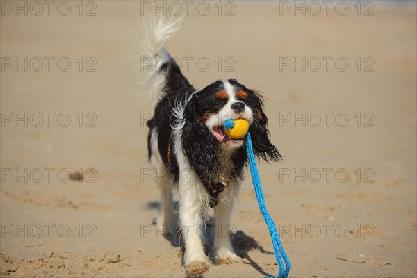 Cavalier King Charles Spaniel