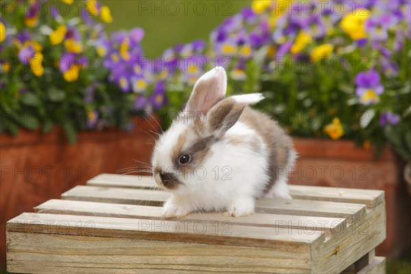 Dwarf ram rabbit