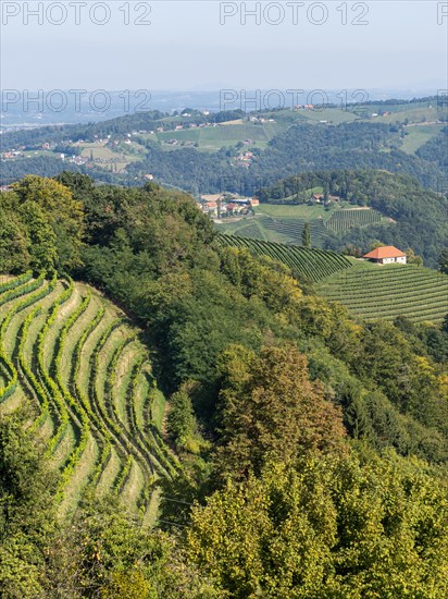 Hilly landscape with vineyards near Kitzeck im Sausal