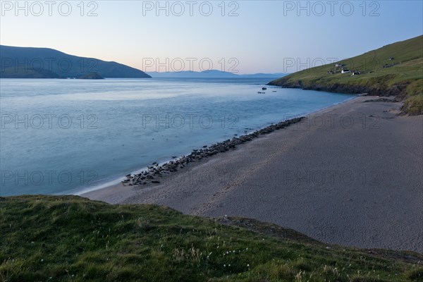 Hundreds of Seals at Sunrise on the Great Blasket Islands