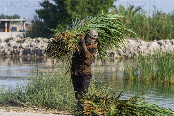Marsh arab collecting reed