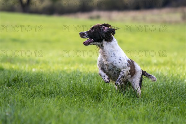 Hunting dog