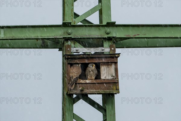 Common kestrel