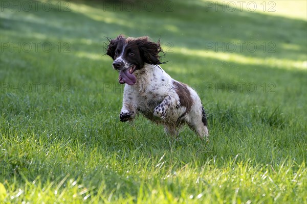 Hunting dog