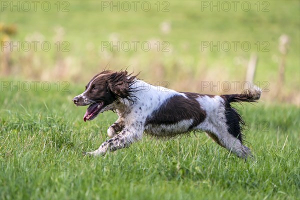 Hunting dog