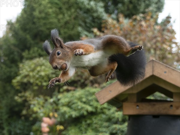 Eurasian red squirrel