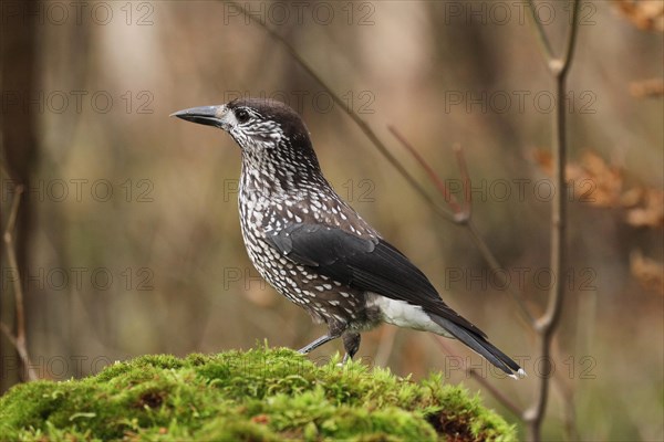 Spotted nutcracker