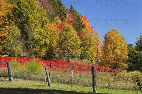 Autumn landscape in the Red River Region