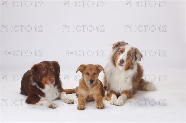 Australian Shepherds