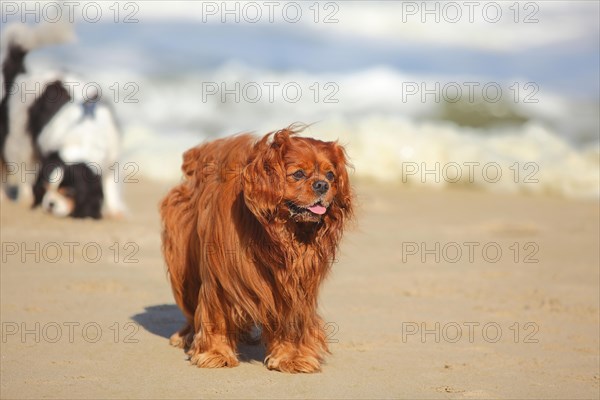 Cavalier King Charles Spaniel