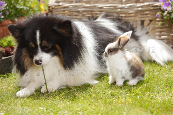 Mixed breed dog and dwarf ram rabbit