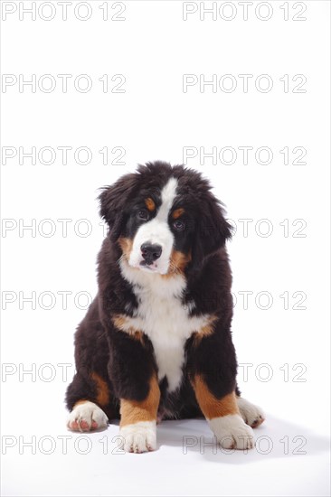 Bernese Mountain Dog