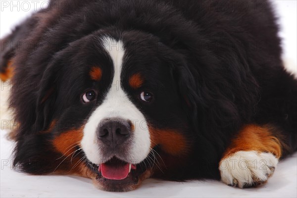 Bernese Mountain Dog