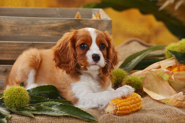 Cavalier King Charles Spaniel