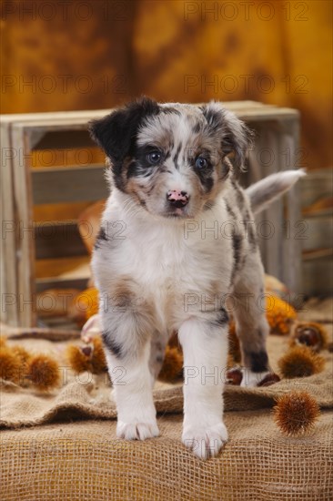 Miniature Australian Shepherd