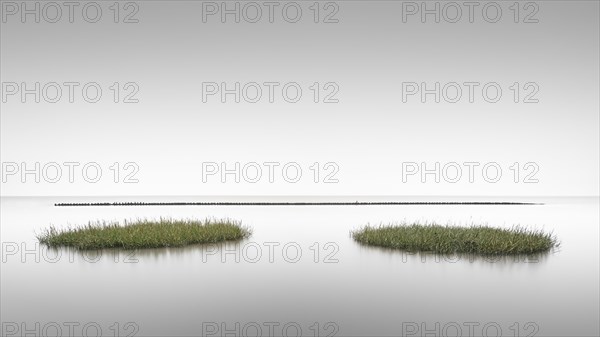 Seagrass meadows on the mudflats in the Schleswig-Holstein Wadden Sea National Park