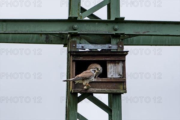 Common kestrel