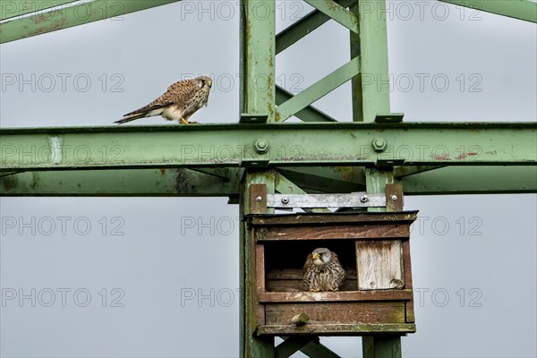 Common kestrel