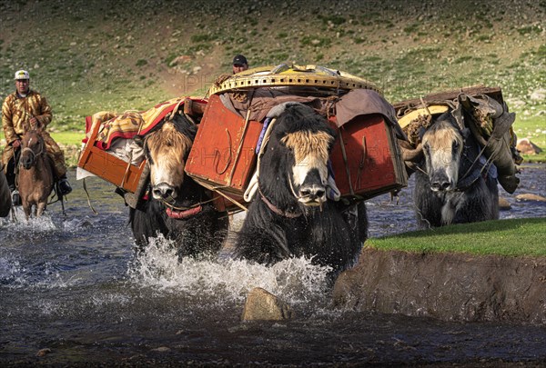 The nomadic family moves with yaks in the summer. Bayanhongor Province