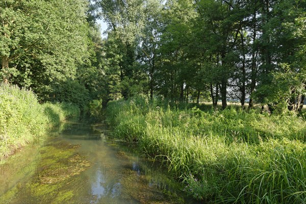 Small stream with red alder